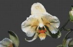 (image for) Orchid